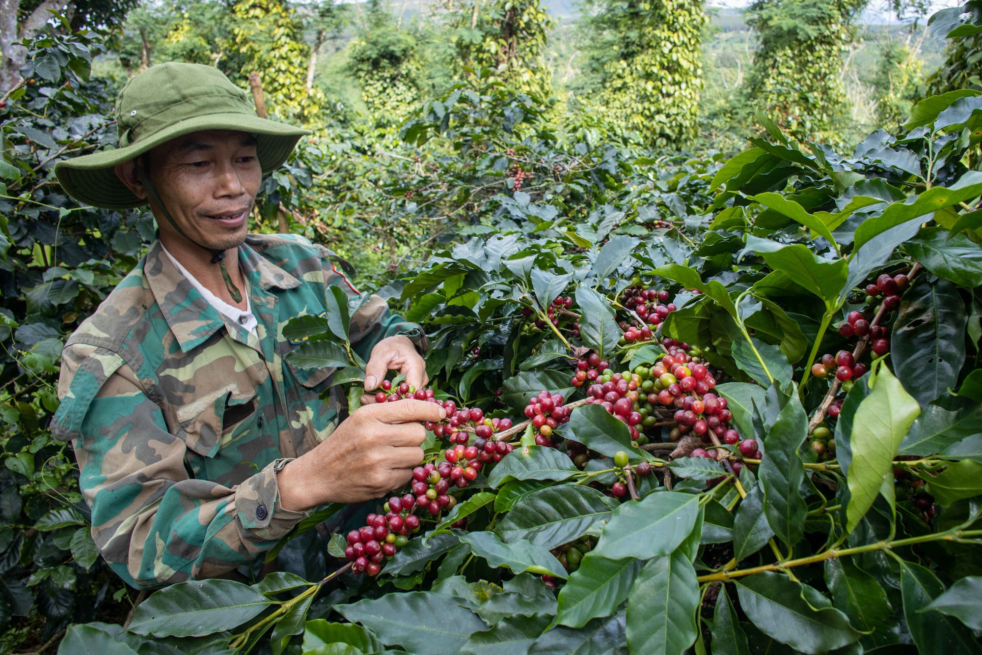 Bứt lên phía trước bằng nông nghiệp xanh - Ảnh 3.