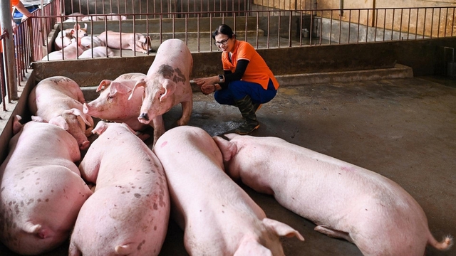 Nữ cựu chiến binh làm giàu từ giun quế - Ảnh 2.