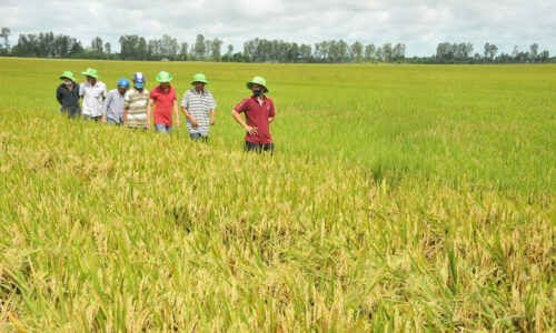 Bứt lên phía trước bằng nông nghiệp xanh