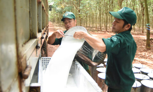 Doanh nghiệp đầu ngành cao su lãi đậm