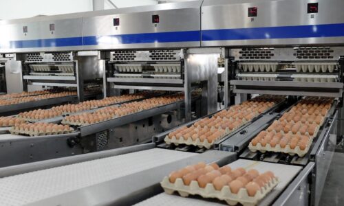 Hòa Phát lãi hơn 1.200 tỷ đồng nhờ “bắt tay” nuôi gà, nuôi heo