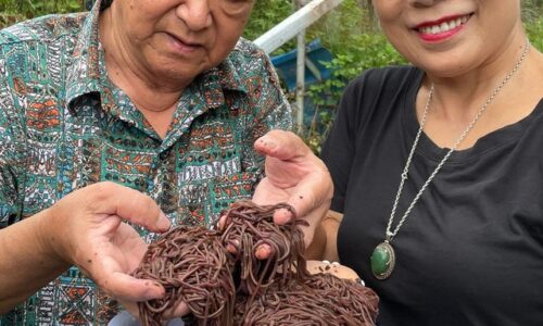 Nữ cựu chiến binh làm giàu từ giun quế