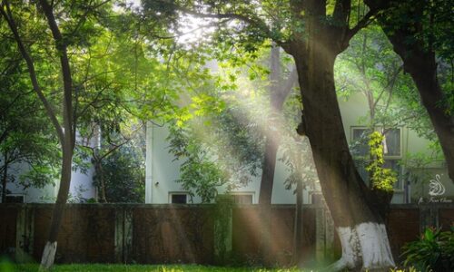 Giải bài toán thiếu thiên nhiên trong không gian sống | Dự án | Tài Chính