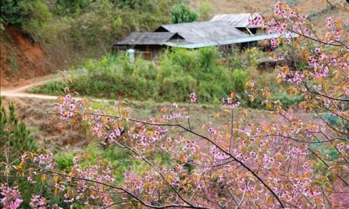 Mùa hoa Tớ Dày nở rộ – điểm nhấn du dịch vùng cao Mù Cang Chải