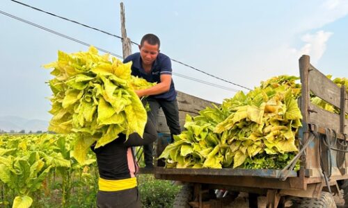 Tăng thuế tiêu thụ đặc biệt thuốc lá cần có lộ trình hợp lý | Tài chính | Tài Chính