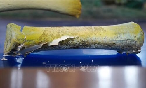 Cần có phương án khắc phục phần hư hỏng ở bộ xương Cá Ông Lăng Tân (Lý Sơn)