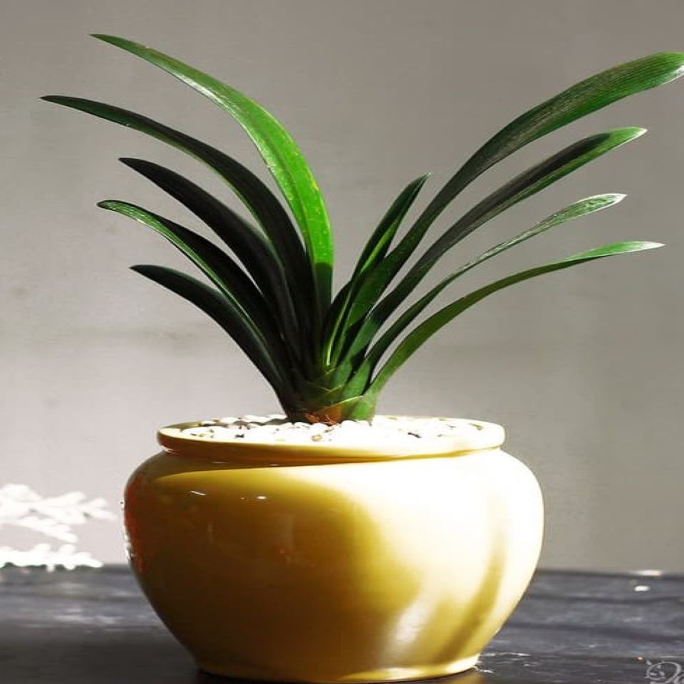 3 loại cây phong thủy thích hợp với người bận rộn